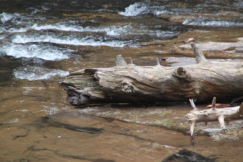 wood - material, animal wildlife, beauty in nature, rock, 4K, cascade falls, animal themes, beach, outdoors, nature, no people, high angle view, fallen tree