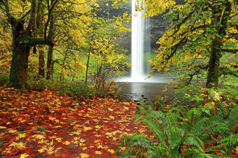 Autumn  Colors, Silver  Falls  State  Park, South, forest, trees, tree, autumn, Canyon, Oregon, maple, leaf, park - Man Made Space, Landscape  Photography
