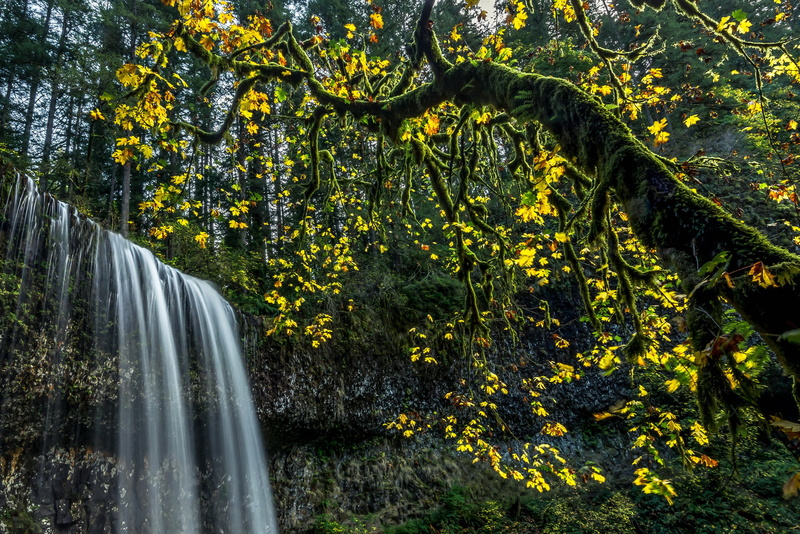 trees, park, 2K, usa, silver, nature, moss, parks, branches, falls, waterfalls, state