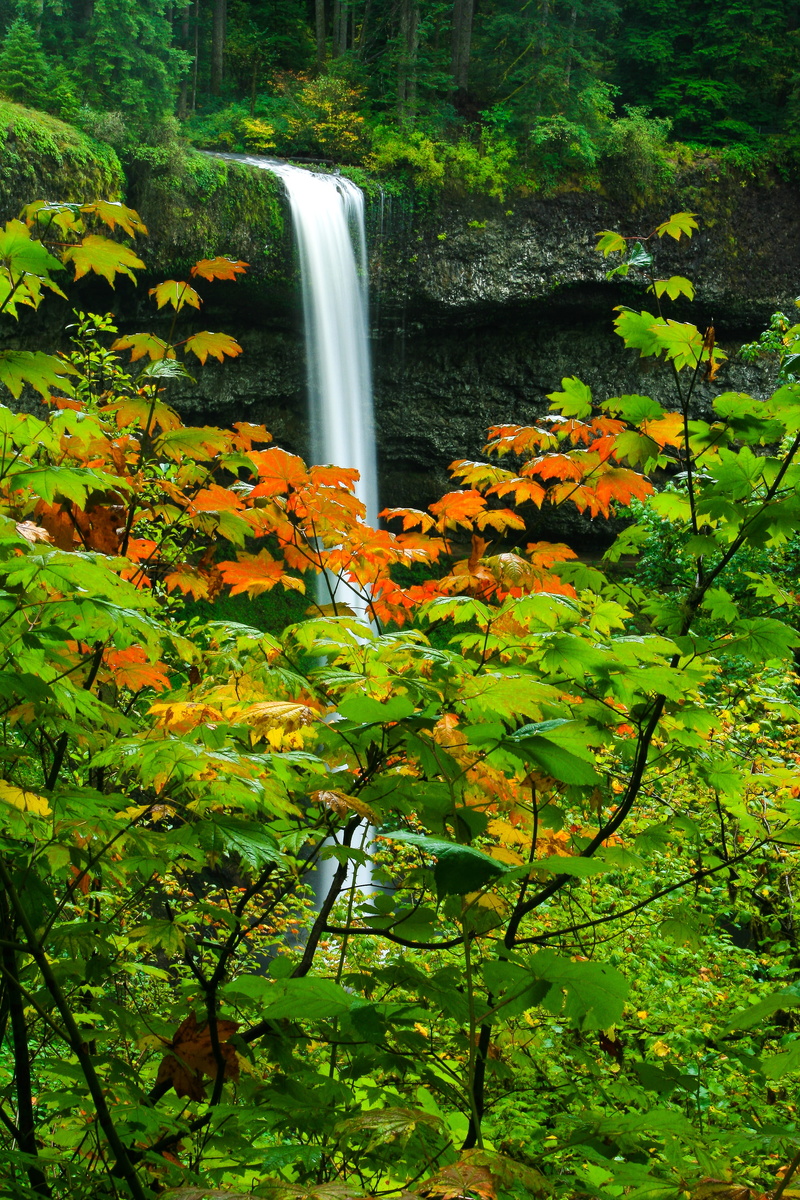 day, no people, nature, motion, flowing, long exposure, sublimity, waterfall, silver falls state park, rainforest, water, power in nature, beauty in nature