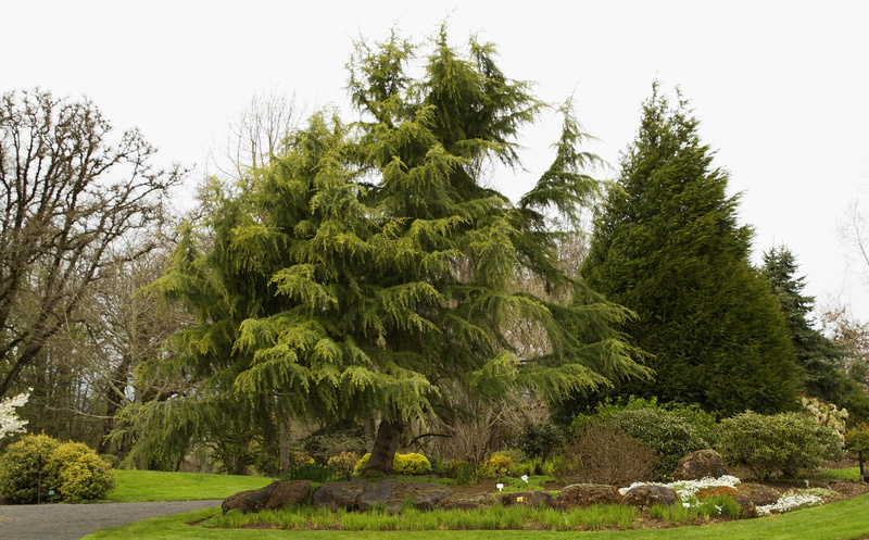 the bushes, Silverton, Park, stones, trees, USA, lawn, Oregon Gardens, 4K, garden