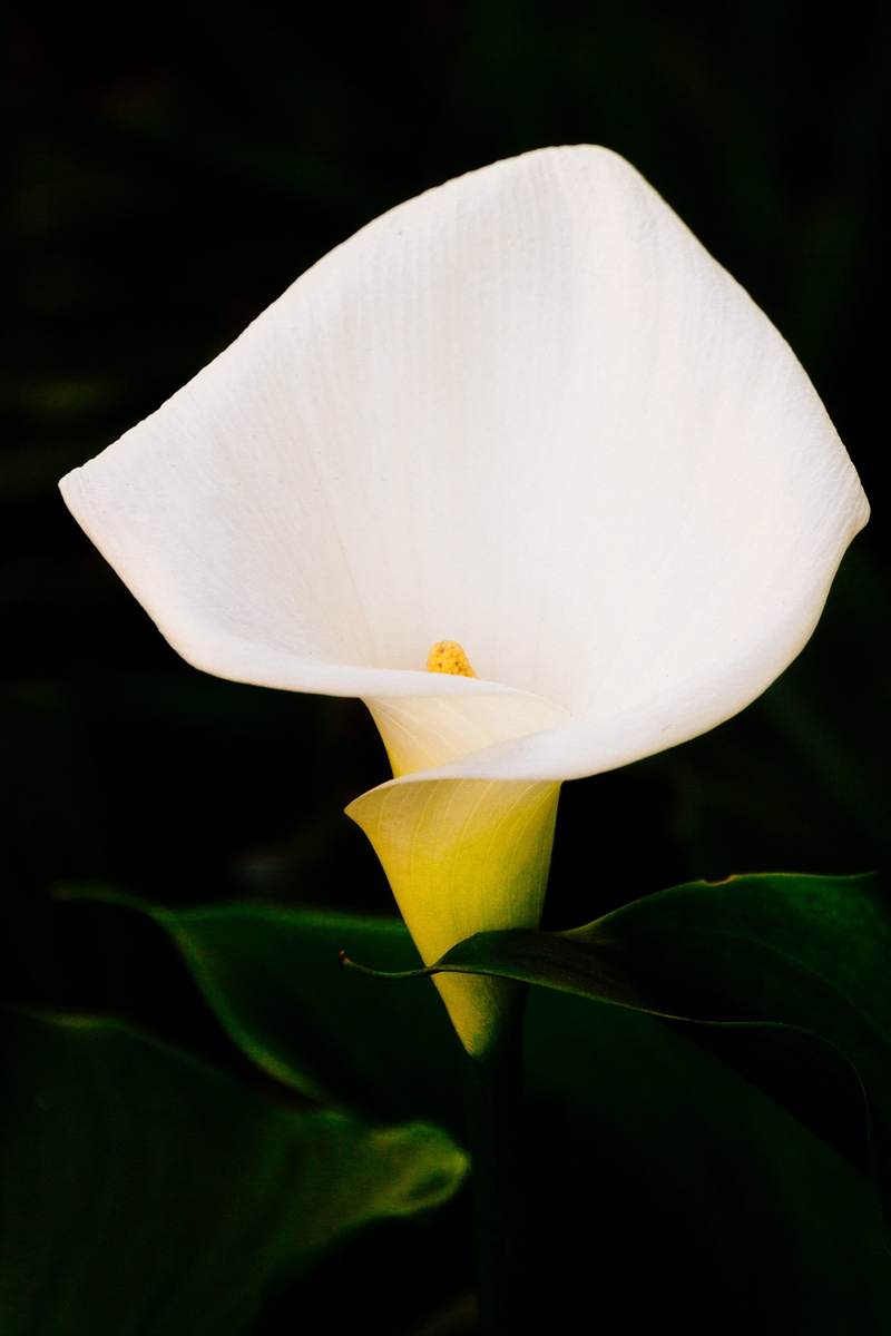 iris, anthurium, freshness, plant, pollen, lily, white, silverton, growth, united states, focus on foreground, araceae, anther, inflorescence, fungus, petaled