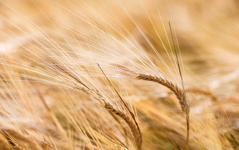 food, II, Korn, outdoors, Sverige, growth, wheat, Sweden, close, photo, USM, sunlight, yellow, close up, Summer, harvesting, plant, grass, F/1.2, 5K, mm