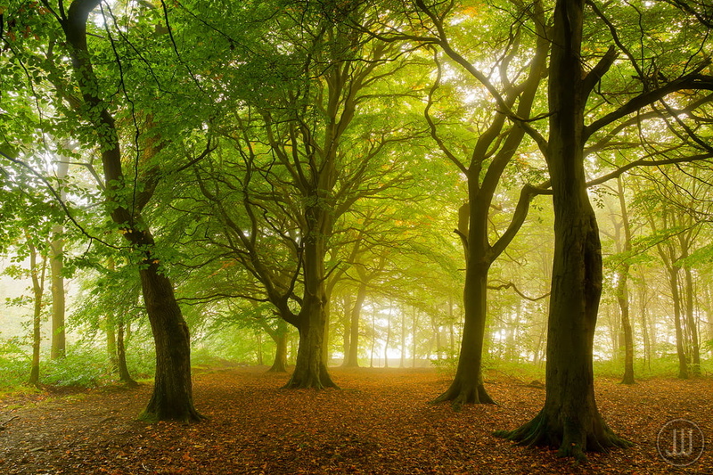 Autumn, Landscape, OLYMPUS, Fog, Green  Orange, Chevin, Space, 480P, scenics, Otley, forest, Branches, Whitesmith, M1, Lee FIlters, James, Trees, Peaceful