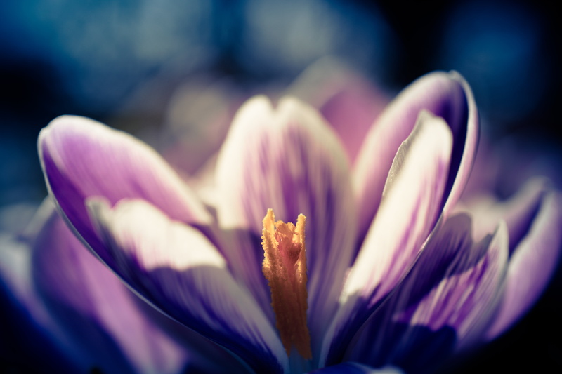 close, flower, 5K, Nikon d5300, photo, Crocus, 40mm, macro, dof, nikkor, pink, white, Bokeh, nikon  d5300, purple, close up