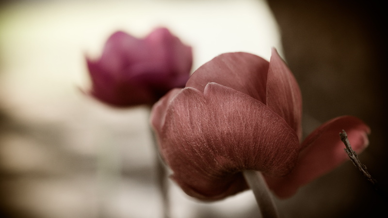 closeup, photography, macro, rose, beautiful, brown, Bokeh, 40mm, dof, closeup photography, Nikon d5300, flower, 5K, nikkor