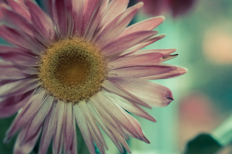 nikon  nikkor, close-up, petal, flower Head, 5K, plant, 40mm, beautiful, macro, daisy, Bokeh, happy easter, summer, Nikon d5300, nature, photo, dof, closeup