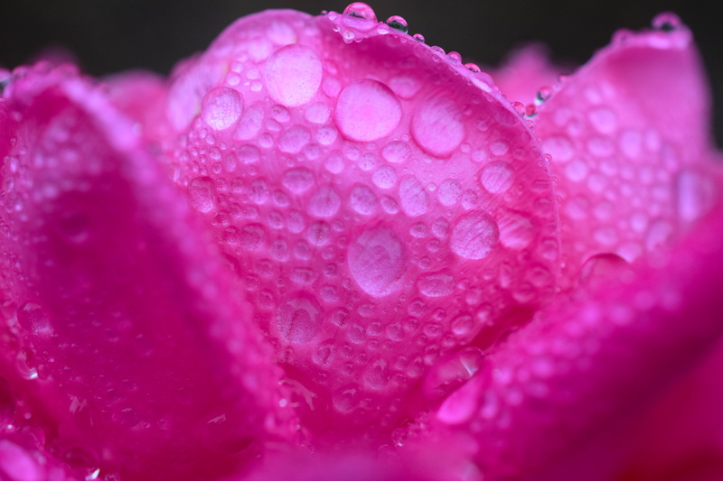 freshness, single Flower, DSC, plant, wet, pink  rose, pink, flower Head, raindrop, close-up, macro photography, nature, beauty In Nature, rain, drop, nikon  d3300