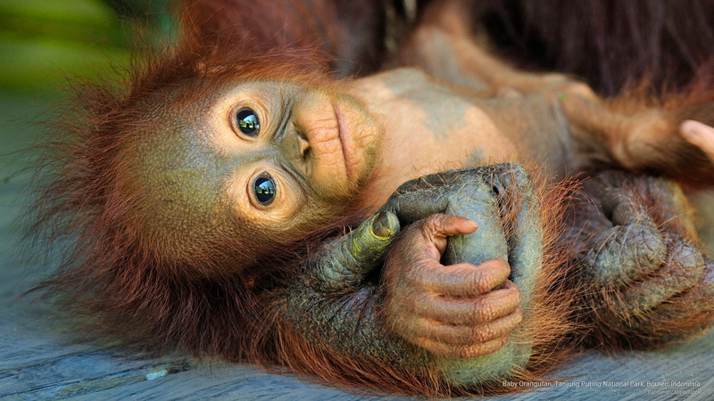 tanjung, park, national, Animals, orangutan, baby, indonesia, puting, 2K, borneo