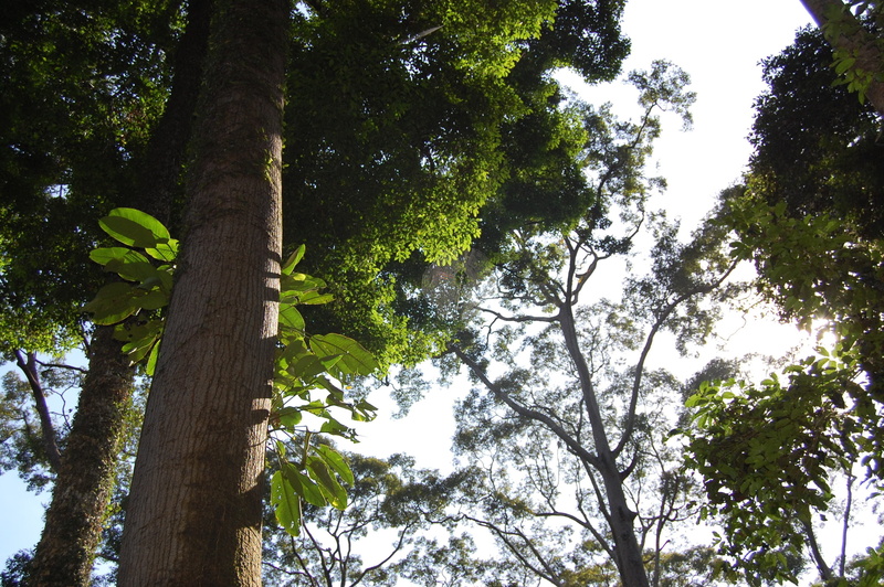 sky, no people, malaysia, beauty in nature, orangutans, idyllic, tranquility, tranquil scene, green color, directly below, low angle view, rain forest
