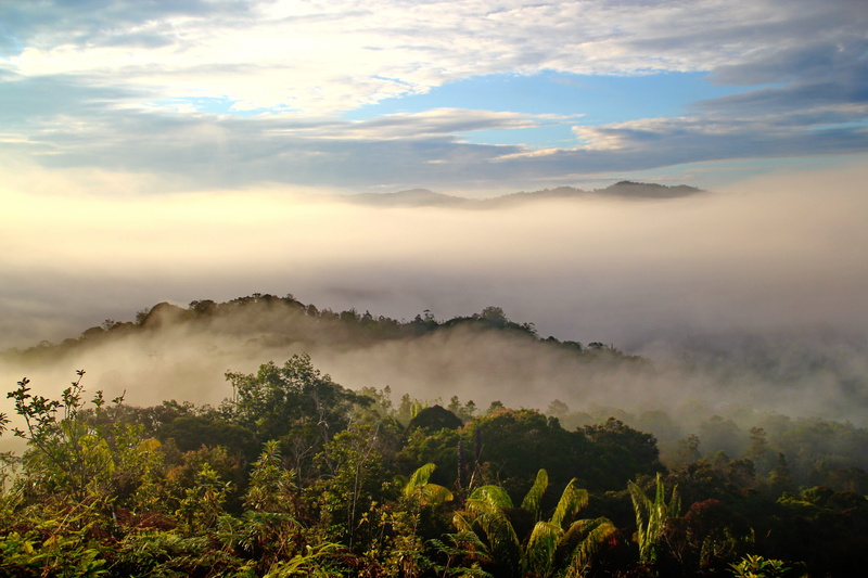 travel, sunrise - dawn, rainforest, beauty in nature, scenics - nature, tourism, Clouds, trees, exterior, Sarawak, tropical rainforest, mountain, cloud - sky