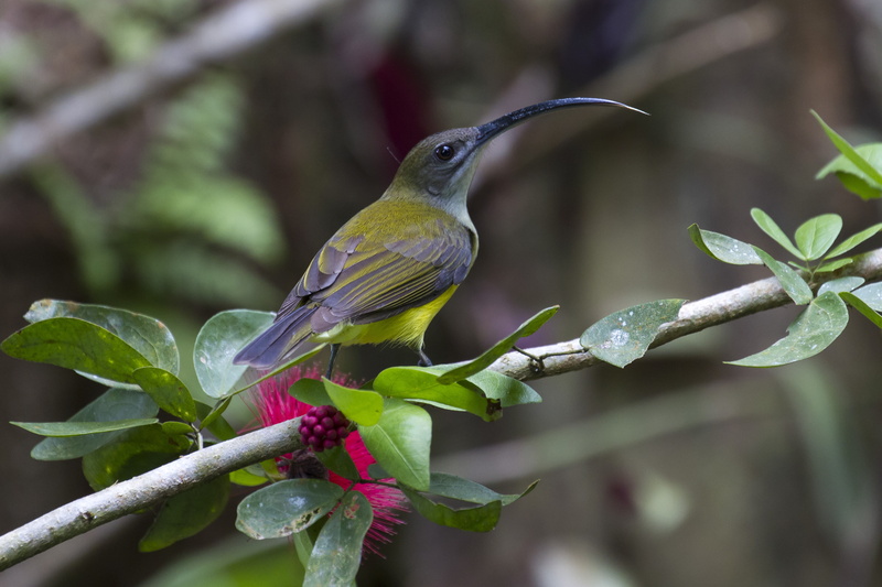 Birds, Little Spiderhunter, Malaysia, Borneo, Bird, 4K