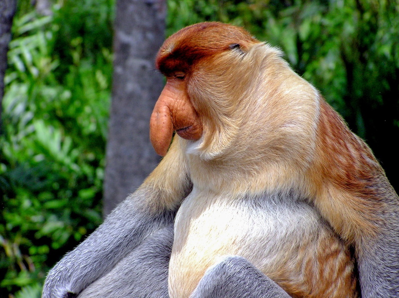 day, ape, animals in the wild, animal themes, proboscis, nature, wildlife, one animal, long-nosed monkey, no people, Primate, sitting, looking, animal hair
