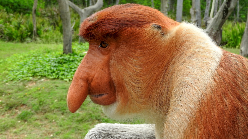 brown, day, profile view, mammal, looking, vertebrate, monkey, one animal, nature, no people, close-up, land, sepilok, 4K, animal themes, domestic, herbivorous