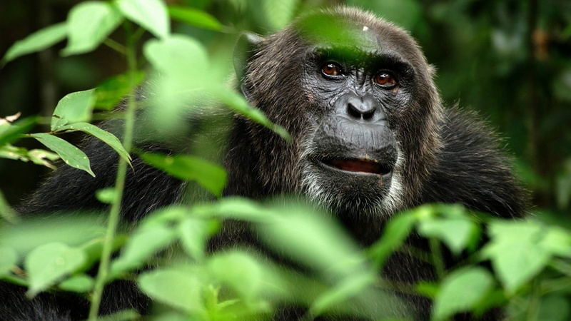 mouth open, branches, looking, animal head, tropical Rainforest, young Animal, leaf, silverback Gorilla, outdoors, animal, animal Hair, africa, ape, black Color