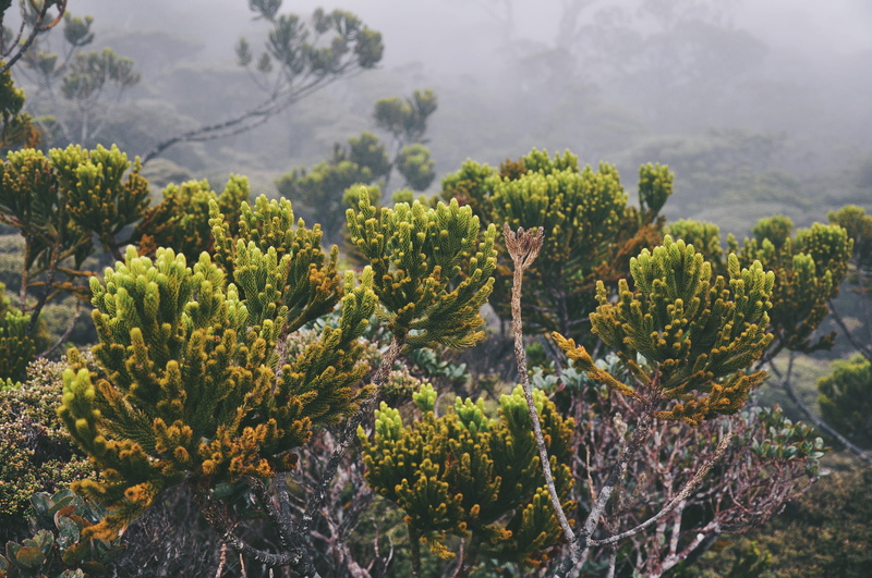 4K, growth, no people, conifer, borneo, cloudforest, outdoors, tropical, land, day, sabah, close-up, kinabalu, misty, green, botany, plant, montane, mountain