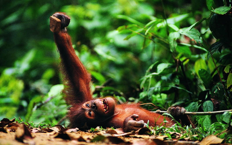 nature, chimpanze, land, primate, 1080P, plant, focus on foreground, mammal, animal themes, day, forest, cute, looking, wildlife, outdoors, tropical Climate