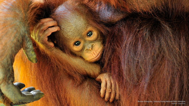 park, orangutan, 2K, puting, Animals, national, borneo, tanjung, indonesia