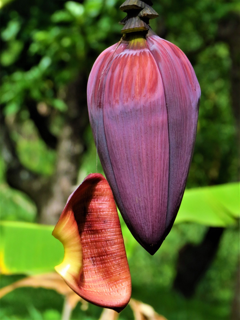 petal, focus on foreground, beauty in nature, plant part, outdoors, close-up, banana plant, banana flower, 4K, food and drink, fragility, color, purple