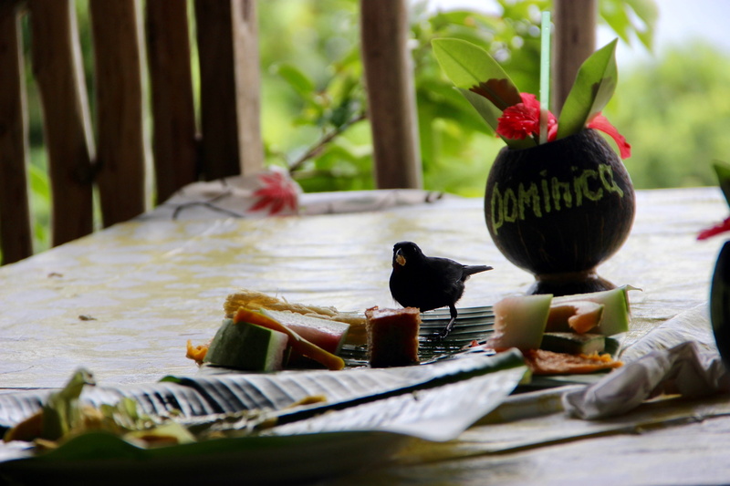 selective focus, focus on foreground, animal themes, plant part, day, table, tray, gedeckter table, dominica, bird, healthy eating, leaf, wood - material