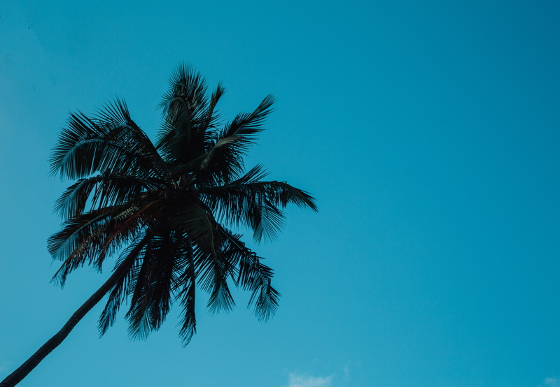 5K, caribbean, copy space, minimalistic, tropical climate, nature, palm leaf, plant, tranquility, silhouette, blue sky, coconut palm tree, tropical tree