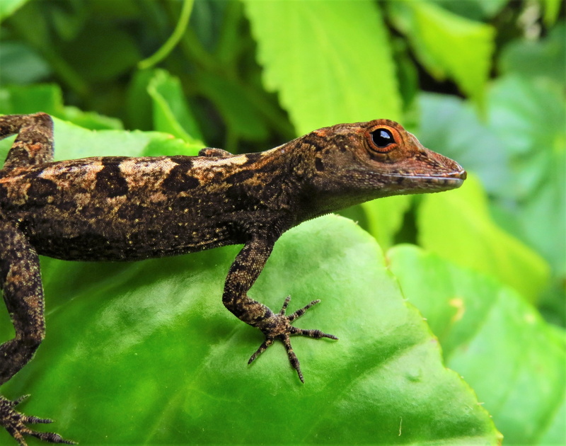 animal, plant, lizard, profile view, wild animals, vertebrate, nature, leaf, one animal, close-up, reptiles, 2K, animals in the wild, no people, side view