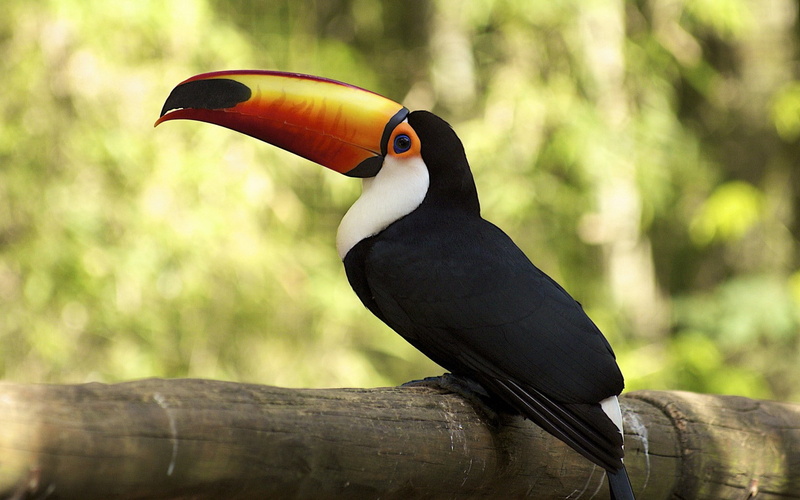 Toucan, 720P