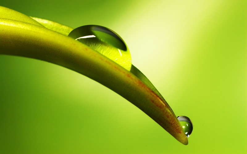 drops, nature, macro, leaf, plant, leafy, 2K, water, green, hd