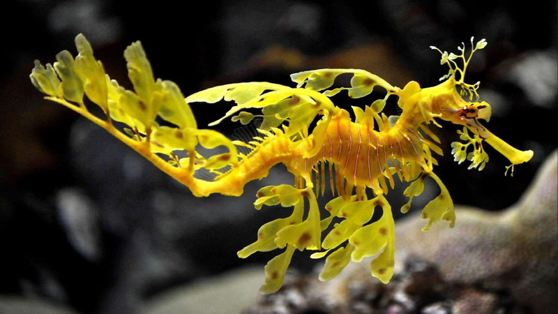close-up, no people, nature, vulnerability, flower, 1080P, water, leafy seadragon, animal, beauty in nature, plant, marine, growth, freshness, fragility