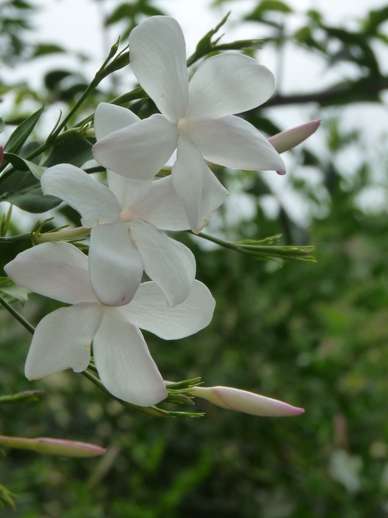 white color, blooms, sacred, flower head, petals, fleurs, fragrance, tree, outdoors, blooming, nature, blossoms, leaves, shoots, day, fragility, tiny, plants