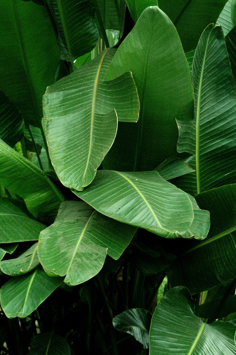 araceae, tropical plant, green, jungle, close-up, day, growth, veins, nature, natural pattern, outdoors, plant, leaf, leafy, beauty in nature