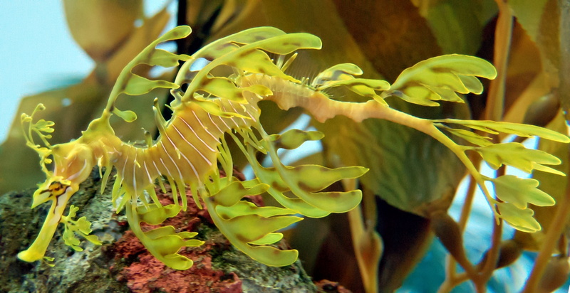 1080P, leafy seadragon