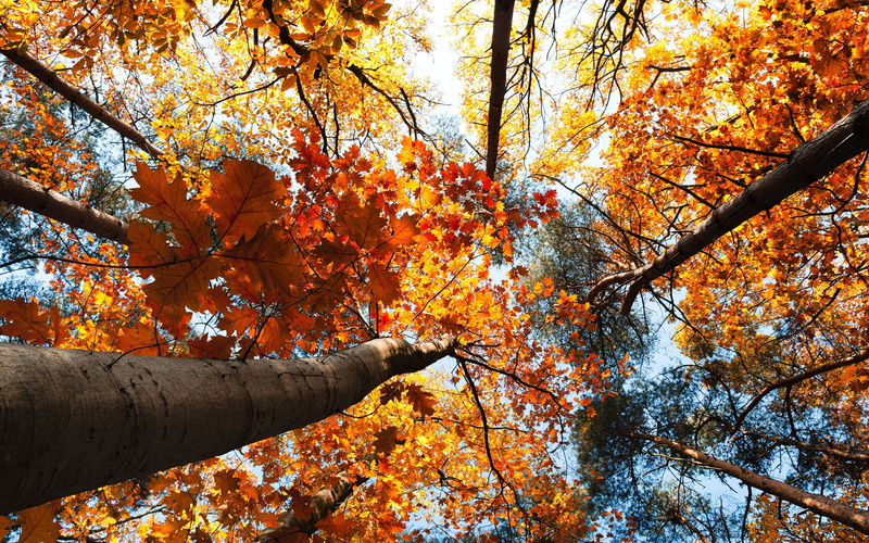 Leaves, Autumn, Forest, tall, leafy, 2K, View, Yellow, Top, Trees, tree, Sky
