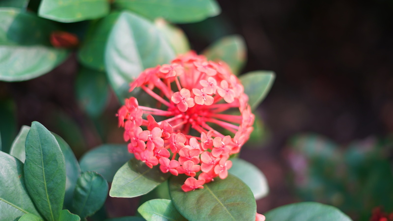 4K, Leafy, Pink, Ixora