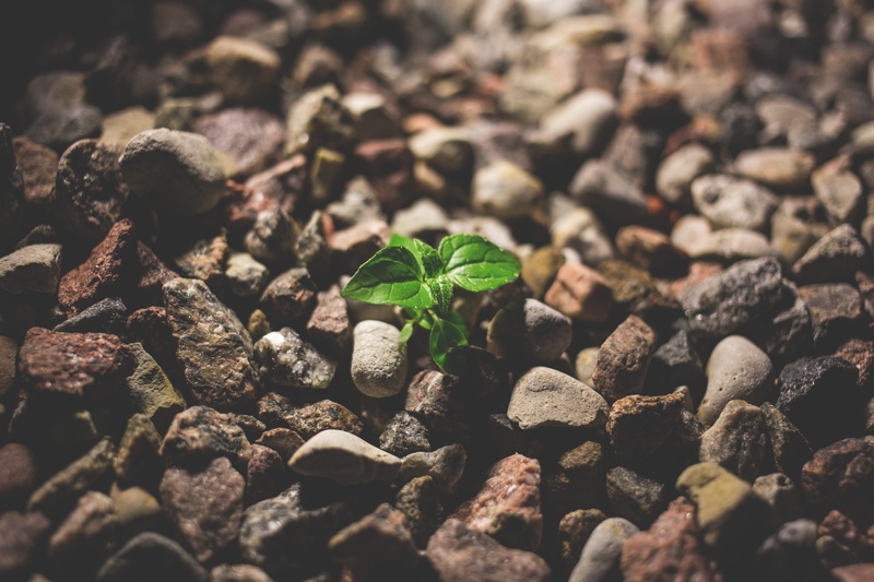 4K, little, field, nature, racks, starting, beige, stones, leafy, green color, leaf, green, gravel, new life, day, growth, close-up, grow, outdoors, rocks