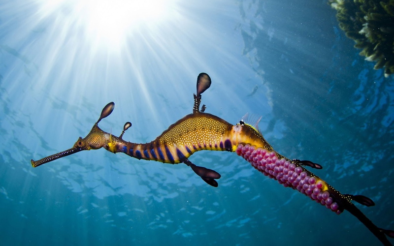 Dragon, Leafy Seadragon, Animal, 1080P