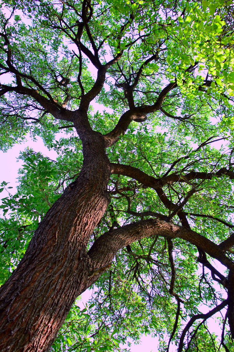 wood, trunk, nature, beautiful, green color, land, plant, leaf plants, growth, beauty in nature, low angle view, foliage, great, no people, tree, color