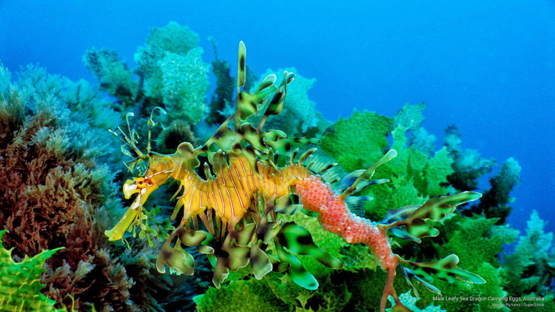 leafy, australia, dragon, male, Ocean Life, carrying, 2K, eggs, sea