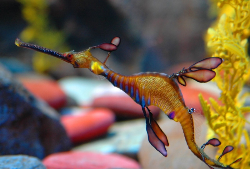 leafy seadragon, 720P