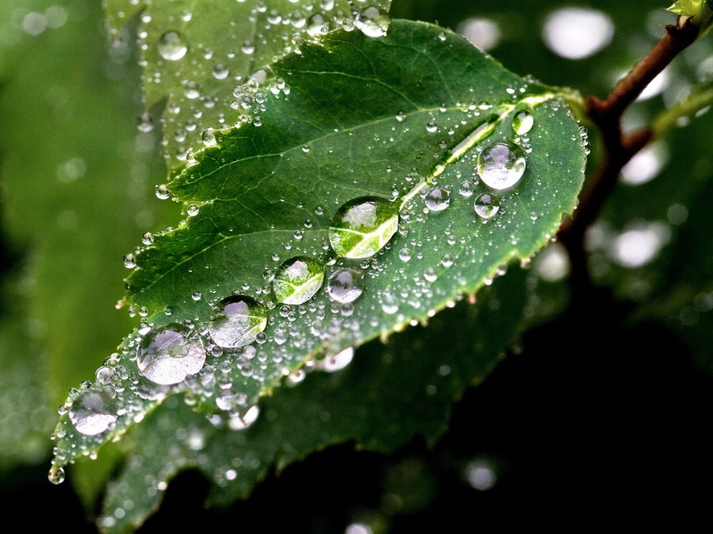 Leafy, Macro, 1080P, Raindrops, Green