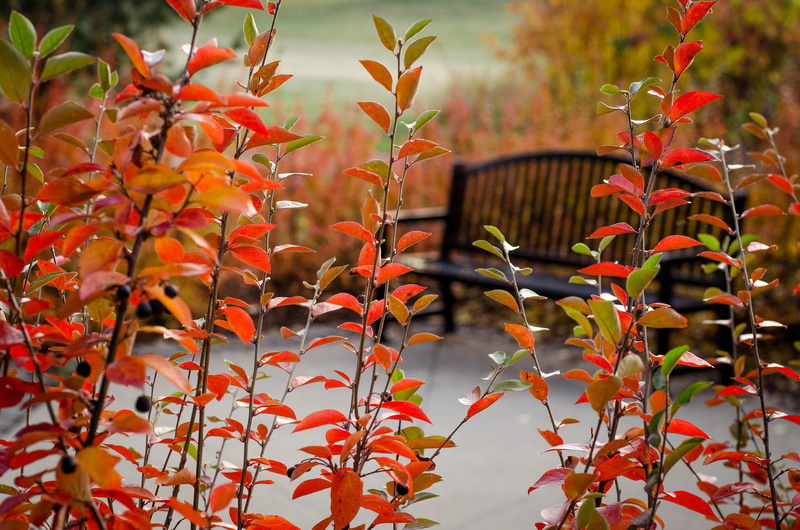 park bench, bench, plant, park, 1080P, leafy, trees, plants, Autumn, red