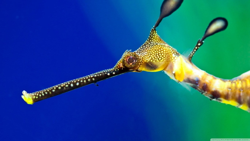 leafy seadragon, 720P
