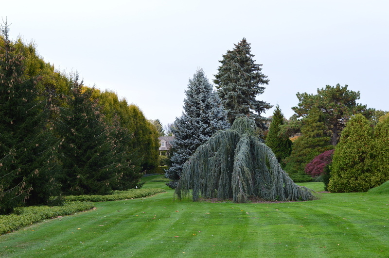 Greenery, outdoors, hedge, 5K, scenic, evergreen, leaves, environment, landscapes, no people, branches, parks, plant, Gardens, beautiful, leafy, coniferous tree