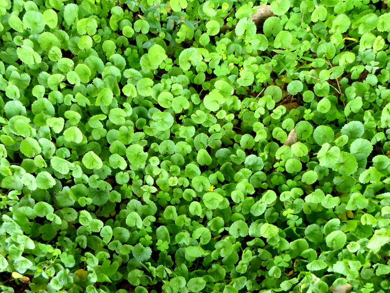 edible, greenery, abundance, clover, healthy, centella, green color, freshness, nature, full frame, selective, beauty in nature, lush foliage, green, backgrounds