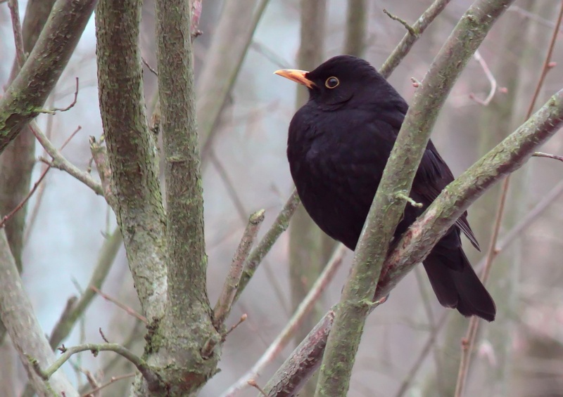 black, growth, blackbirds, pinnate, bird animals, close-up, branch, close, feather, wildlife photography, nature, garden, tree, resting place, eye, outdoors