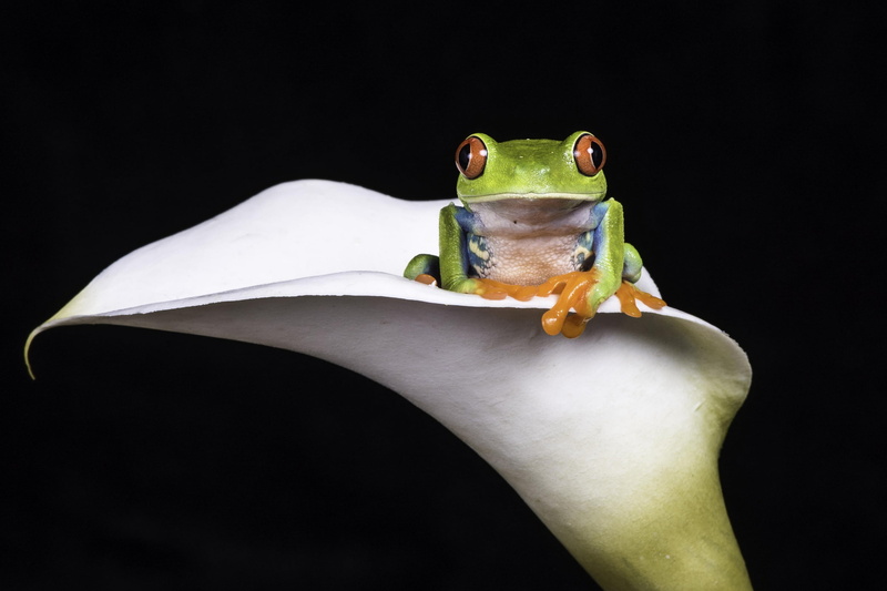 2K, Agalychnis callidryas, flower, frog