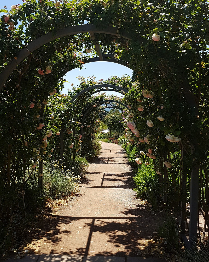 summer, long, architecture, outside, trees, sunlight, royal, shadow, park, rose, arch, no people, hobart, royal tasmanian botanical gardens, garden, growth