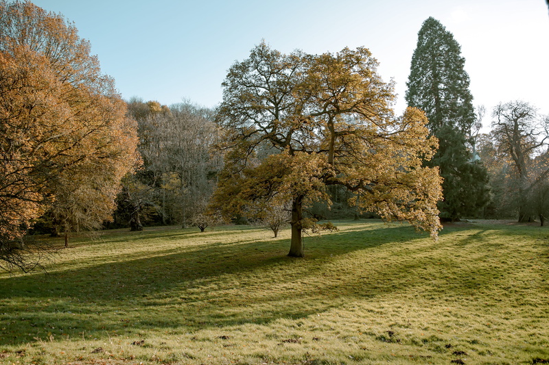 tranquil scene, no people, sky, green color, fall, land, nature, yellow tones, park, scenics - nature, tree, outdoors, day, uk land, environment, trees