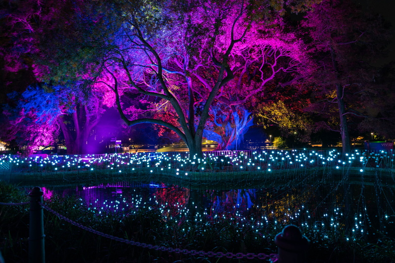 plant, sydney, 5K, night, connection, australia, no people, outdoors, illuminated, tree, trees, lighting equipment, vividsydney2018, purple, park - man made space