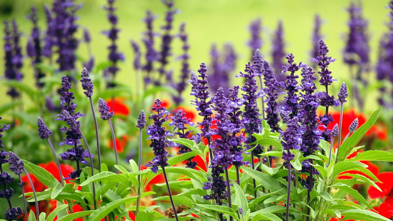 1080P, Sydney, flowers, meadow, Australia, Royal Botanic gardens, lavender